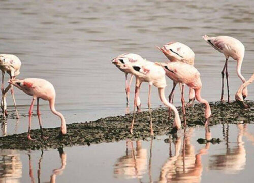 Flamingo Watching Tour