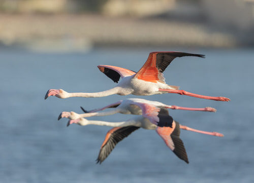 Why Flamingos come to Mumbai