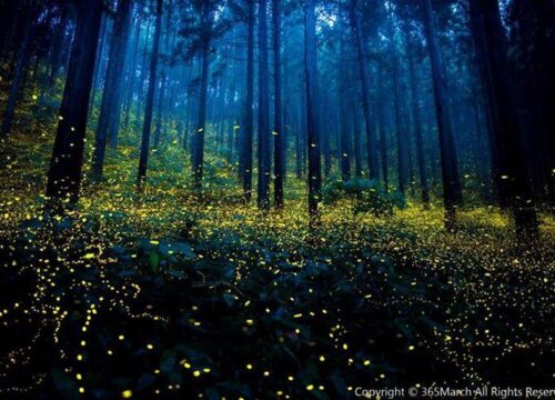 Best 5 places to spot fireflies near Mumbai                   