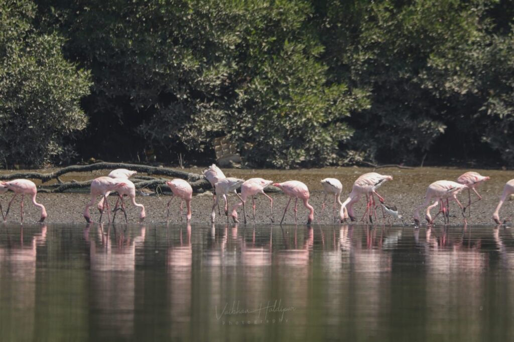 The Best Time To See The Flamingos In Navi Mumbai?