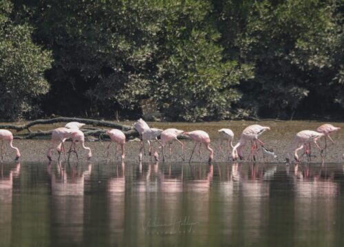 The Best Time To See The Flamingos In Navi Mumbai?
