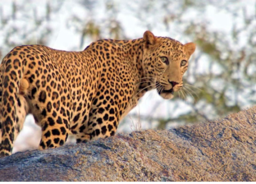 Jawai Leopard Safari