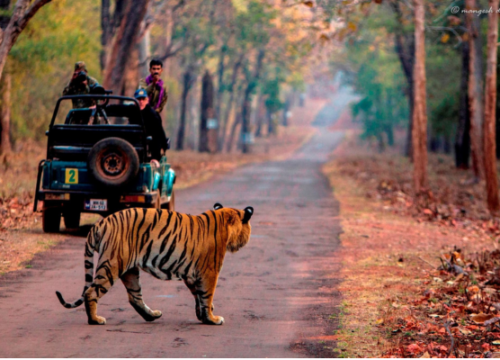 Tadoba Wildlife Tour