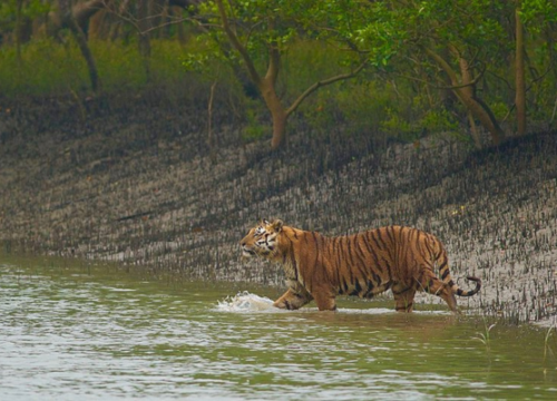 Majestic Sundarbans