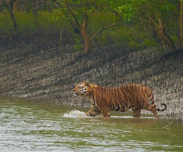 Sundarban tour