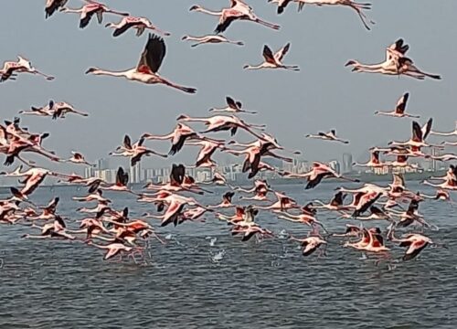Pink Paradise in Mumbai